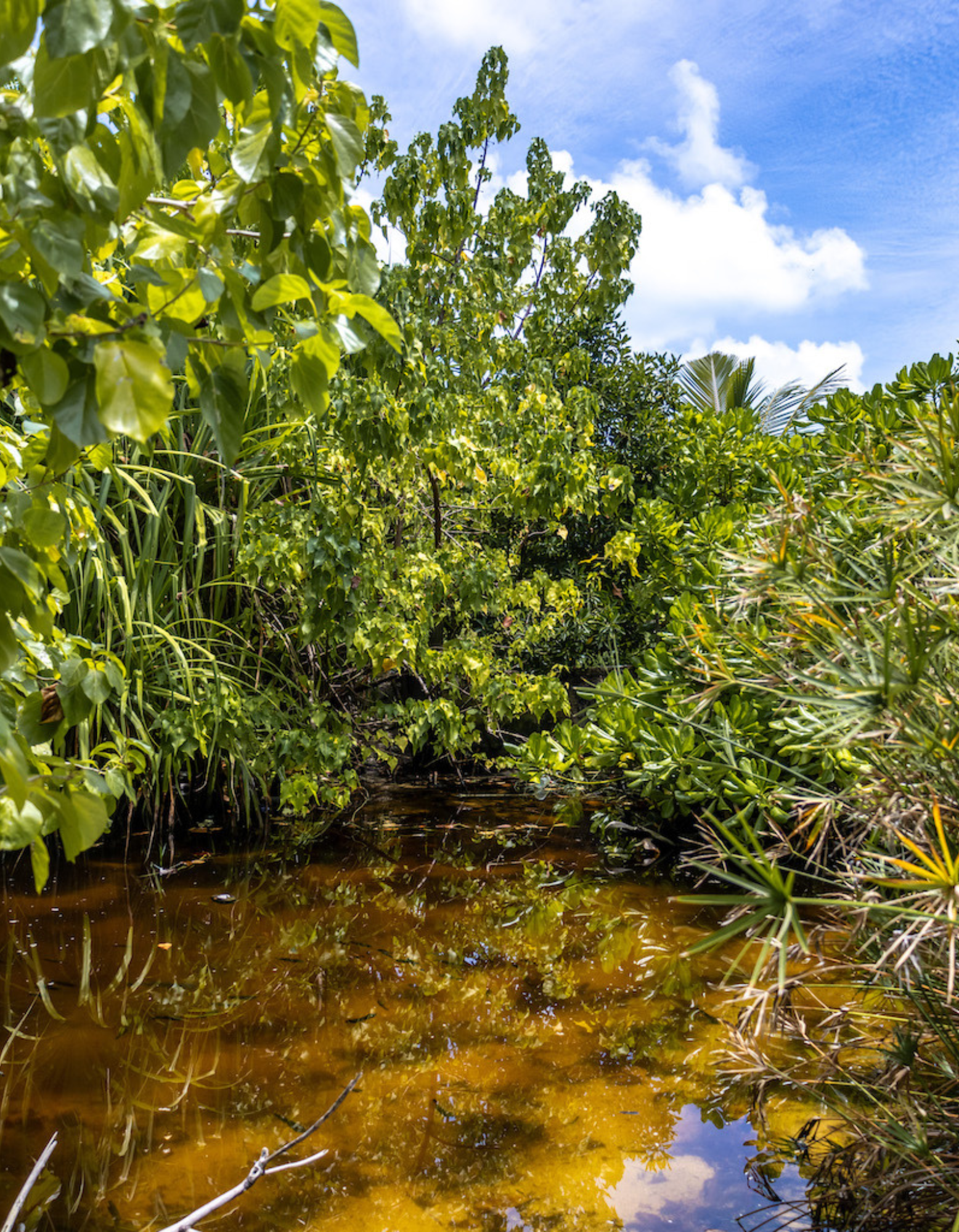 Mangrove